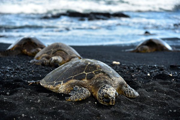 Quels sont les meilleurs spots pour observer les tortues géantes aux Seychelles?